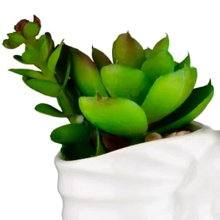 B&M Scandi Shore Small Shell Succulent 6 B&M Scandi Shore Small Shell Succulent - Image 6