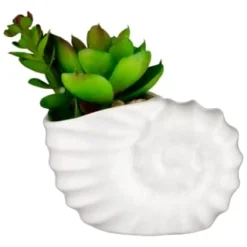 B&M Scandi Shore Small Shell Succulent 15 B&M Scandi Shore Small Shell Succulent -Home Furnishing Series Store 380110 small shell succulent
