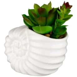 B&M Scandi Shore Small Shell Succulent 12 B&M Scandi Shore Small Shell Succulent -Home Furnishing Series Store 380110 small shell succulent 3