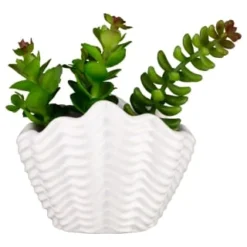 B&M Scandi Shore Small Shell Succulent 11 B&M Scandi Shore Small Shell Succulent -Home Furnishing Series Store 380110 small shell succulent 7
